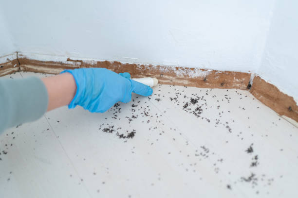 Best Insect Control  in Marina, CA